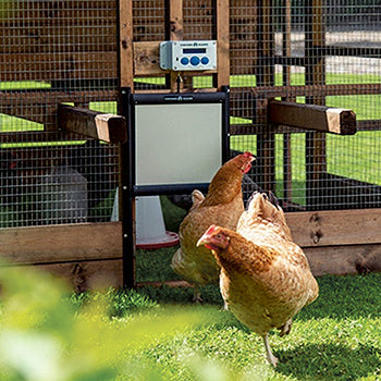 Kippenluik voor kippenhokken - Chicken Guard